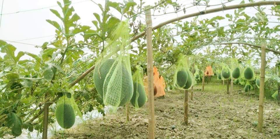 পাবনার আটঘরিয়ায় এই প্রথম ‘ব্লাক বেবি’ তরমুজ চাষে সফল কৃষক শাহীন