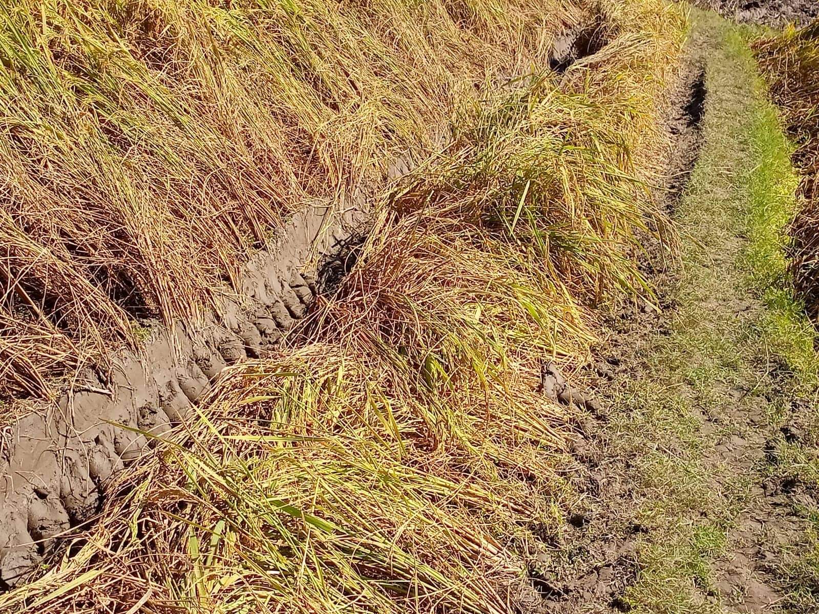 বড়ভিটায় ট্রাকটর দিয়ে ধান ক্ষেত নষ্ট, থানায় অভিযোগ